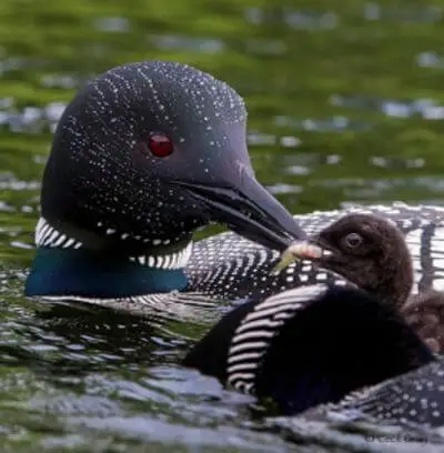 Common loons resting on a glassy lake &mdash; a wildlife sighting that rewards patient and quiet trail explorers